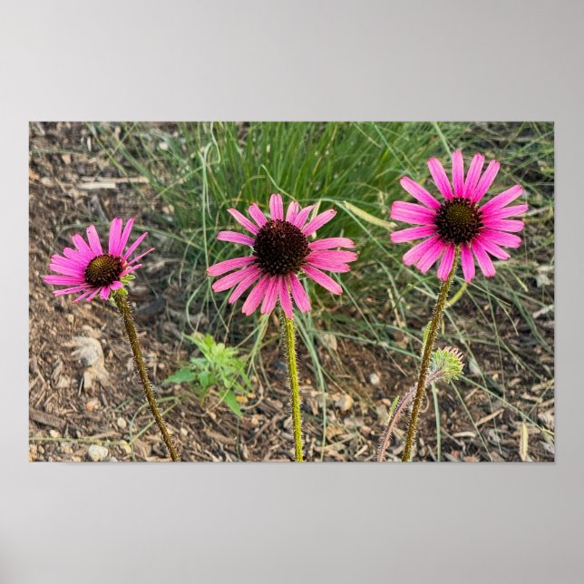 Purple Coneflower Photo Poster (Front)