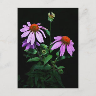 Purple Coneflower Postcard