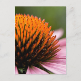 Purple Coneflower | Sonnenhut Postcard