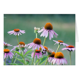 Purple coneflowers!