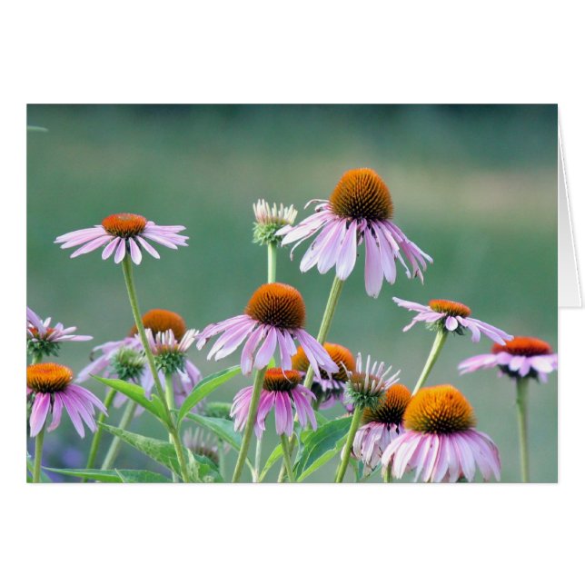 Purple coneflowers! (Front Horizontal)