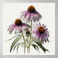 Purple Coneflowers Art Print Poster