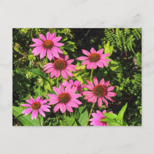 Purple Coneflowers, Bute Park, Cardiff, Wales Postcard