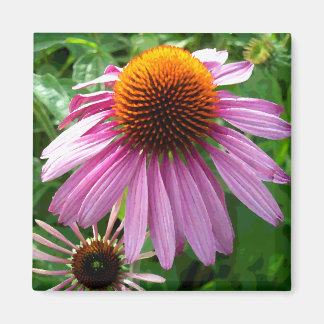 Purple Coneflowers Magnet