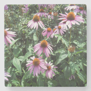 Purple Coneflowers  Stone Coaster