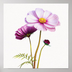 Purple Cosmos Flowers Art Print Poster