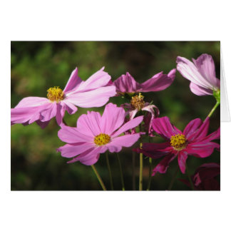 Purple Cosmos Flowers Card