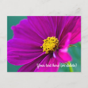 Purple Cosmos Postcard