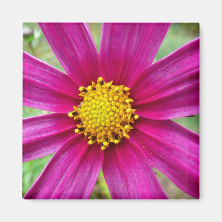 Purple Cosmos Wildflower Magnet