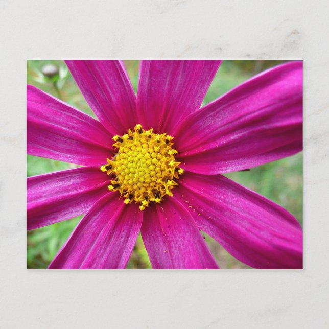 Purple Cosmos Wildflower Postcard (Front)