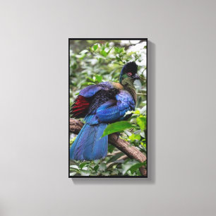 Purple-Crested Turaco Canvas Print
