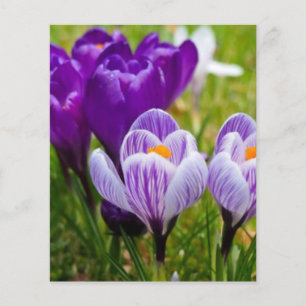 Purple crocus