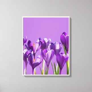 Purple Crocus Awakening Canvas Print