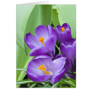 Purple Crocus Blooms in Garden
