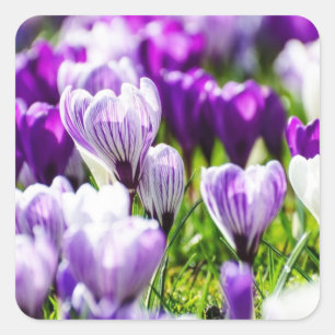 Purple Crocus Envelope Seals and Stickers