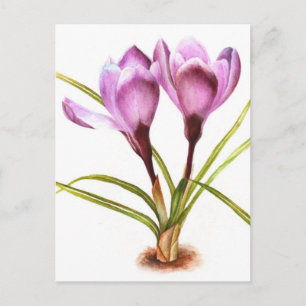 Purple crocus fine art watercolor postcard