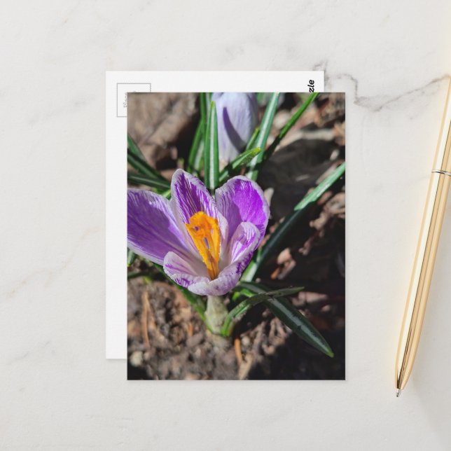 Purple Crocus First Flower of 2026 Postcard (Front/Back In Situ)