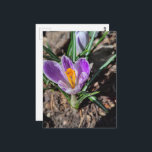 Purple Crocus First Flower of March 2026 Postcard<br><div class="desc">A pretty purple crocus is the first flower of 2026 in my garden in March of this year.  Photography by Angelandspot.</div>