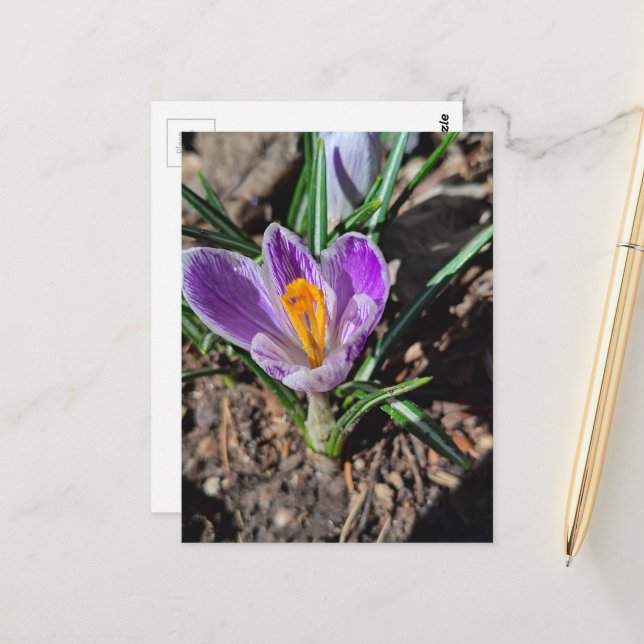 Purple Crocus First Flower of Spring 2026 Postcard (Front/Back In Situ)
