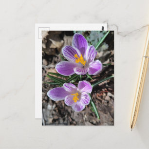 Purple Crocus First Flowers of Spring 2026 Postcard