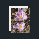 Purple Crocus First Flowers of Spring 2026 Postcard<br><div class="desc">A pretty purple crocus is the first flower of 2026 in my garden in March of this year.  Photography by Angelandspot.</div>