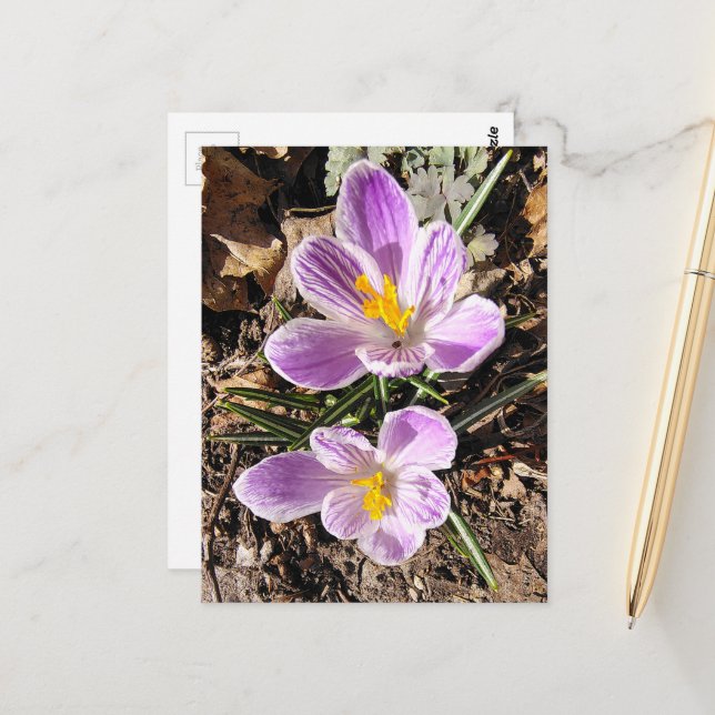 Purple Crocus First Flowers of Spring 2026 Postcard (Front/Back In Situ)