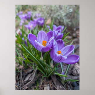 Purple Crocus Flower Poster