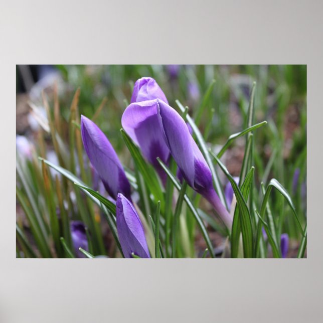 Purple crocus flowers,番红花 poster (Front)