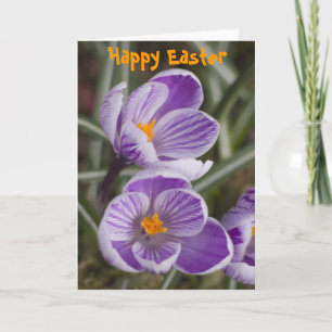 Purple crocus flowers ... Easter card