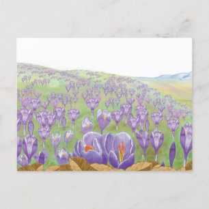 Purple Crocus Flowers on Spring Hill Illustration Holiday Postcard