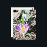 Purple Crocus Flowers  Postcard<br><div class="desc">A pretty purple crocus is the first flower of 2026 in my garden in March of this year.  Photography by Angelandspot.</div>