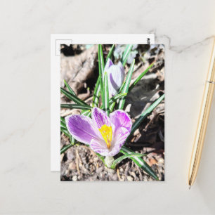 Purple Crocus Flowers  Postcard