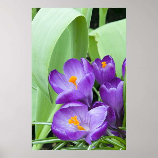 Purple Crocus Flowers Poster (Front)