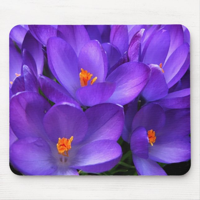 Purple crocus garden flowers mousepad (Front)
