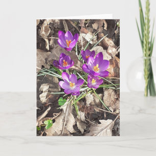 Purple Crocus Greeting Card