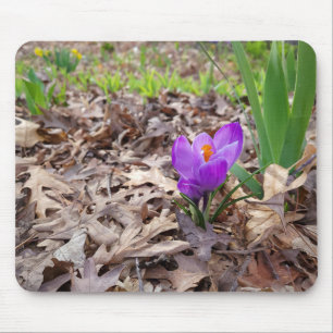 Purple Crocus in Leaves Mouse Pad