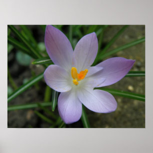 Purple Crocus Macro Print