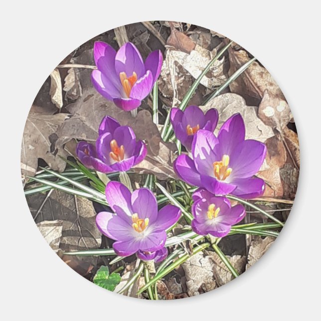 Purple Crocus Magnet (Front)