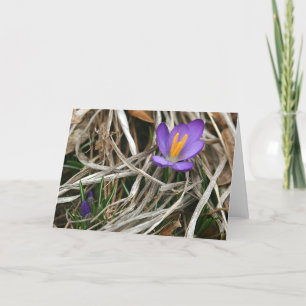 Purple Crocus Notecard