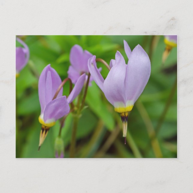 Purple Crocus Nudiflorus Flowers Postcard (Front)