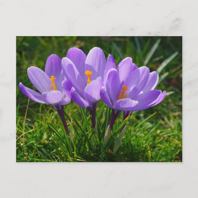 Purple Crocus Photo Postcard (Front)