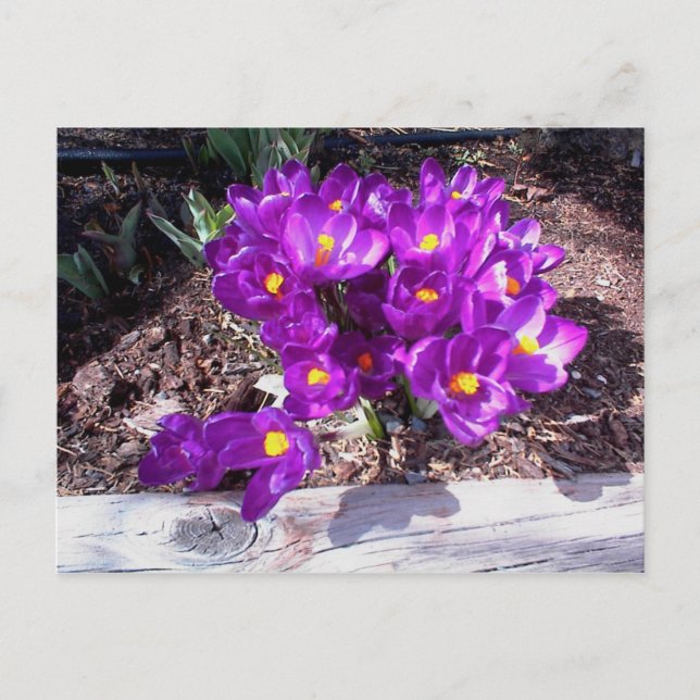 Purple Crocus Postcard (Front)