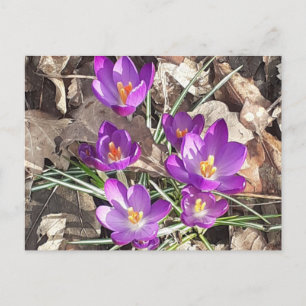 Purple Crocus Postcard