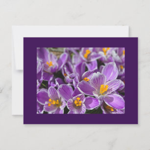 Purple Crocus Postcard