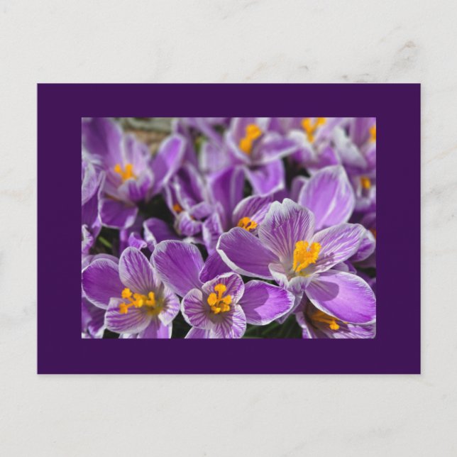 Purple Crocus Postcard (Front)