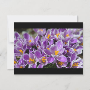 Purple crocus postcard