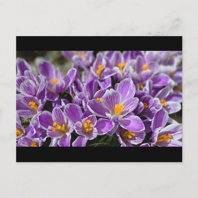 Purple crocus postcard (Front)