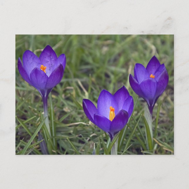purple crocus postcard (Front)