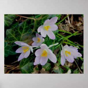Purple Crocus Poster