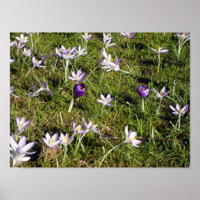 Purple Crocus Poster (Front)